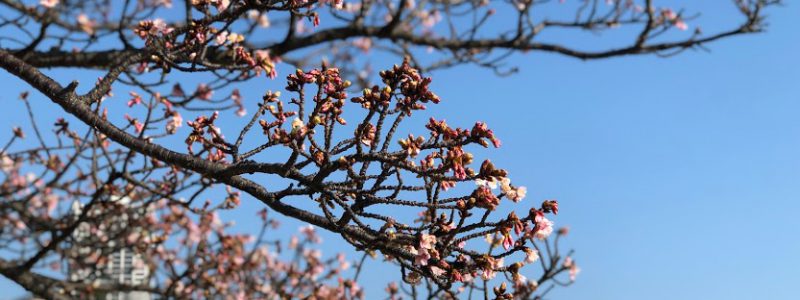 2月のイベントスケジュールのお知らせ